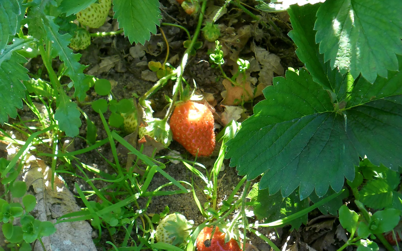 Close-up of fresh strawberries from a June harvest